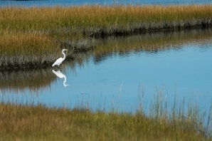 A bird in the water at Orient Harbor