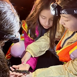 Three young volunteers in safety vests gather around to look at a spotted salamander, held by one of the volunteers. Photo by H. Martel.