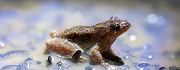 spring peeper on road - by A. Onion