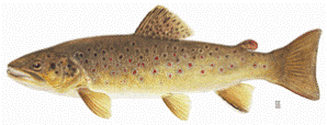 brown trout