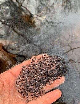 a hand holds a wood frog egg mass over the surface of a vernal pool with trees reflecting on the water - by L. Heady