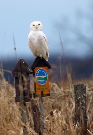 Snowy owl perched on a post with the DEC logo