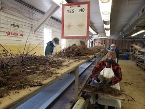 people sorting tree seedlings in the grading room at the DEC Nursery in Saratoga