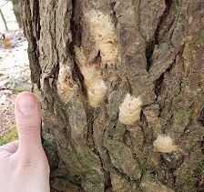 tan spongy moth egg masses on a tree, with thumb for scale