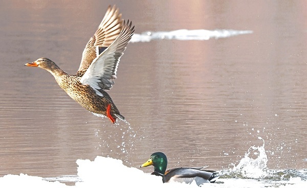 Mallards photo courtesy of Terry Hardy