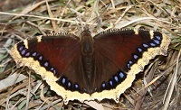 Mourning cloak
