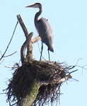 Great blue heron