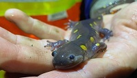 Spotted salamander
