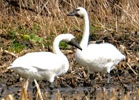 Tundra swans