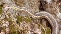 Garter snake
