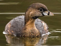 Pied-billed grebe