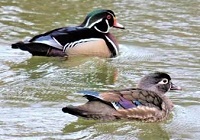 Wood ducks