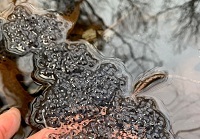 Wood frog eggs