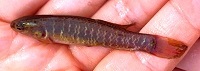 Central mudminnow