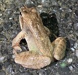 Wood frog