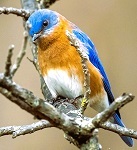Eastern bluebird