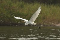 Egret taking flight over water
