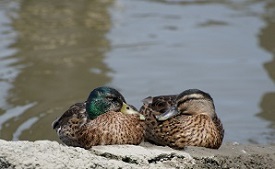 Mallards near the water