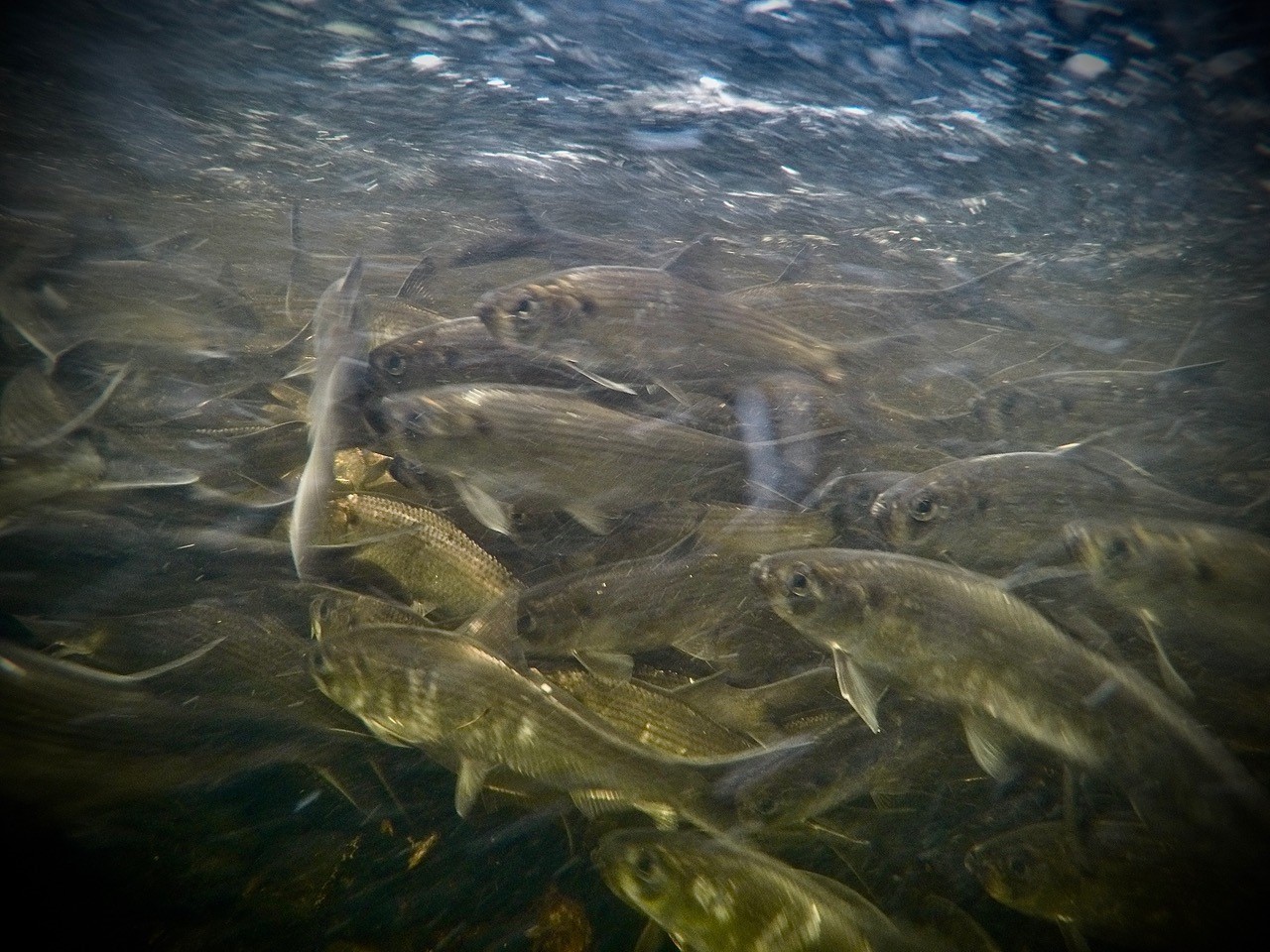 alewife swimming underwater