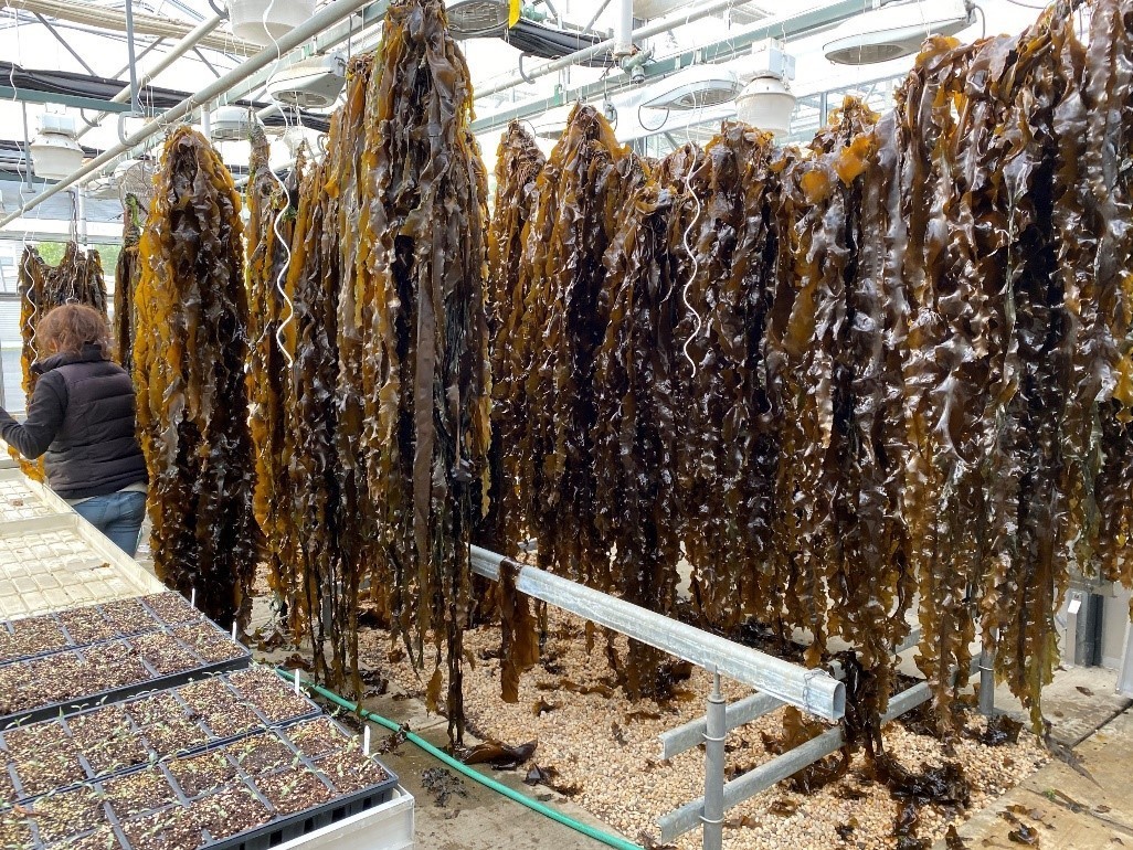 Seaweed hanging to dry after bioextraction