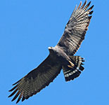 Zone-tailed hawk