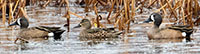 Blue-winged teal