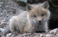 Red fox (kit)