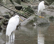 Snowy egret-Great egret