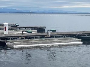 Lake Champlain Atlantic Salmon Net Pen-Rearing