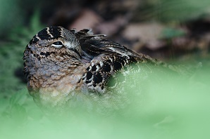 An American Woodcock among brush