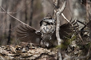 A male ruffed grouse drumming in the woods