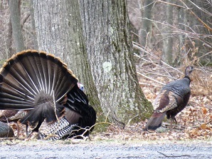 Several turkeys gather near trees on the side of the road