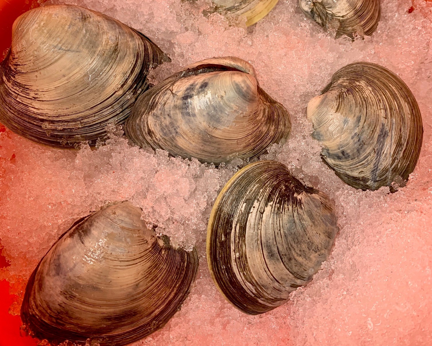 Hard clams in bucket on ice to keep cool