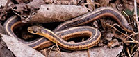 Eastern garter snake