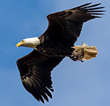 Bald eagle