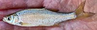 Golden shiner