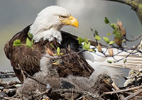 Bald eagle nestlings