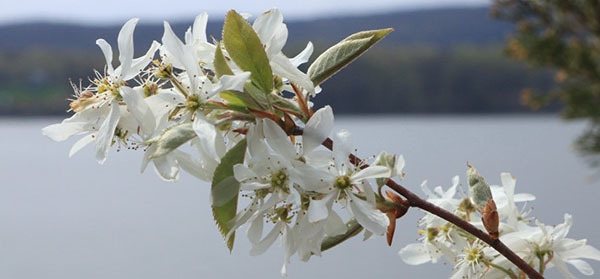 Shadbush courtesy of Chris Bowser