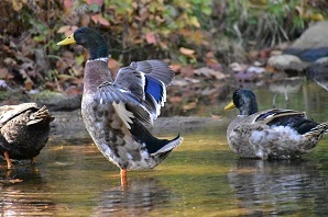 A mallard spreads its wings while standing in shallow water