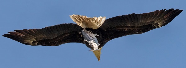Bald eagle with striped bass courtesy of Bob Rightmyer