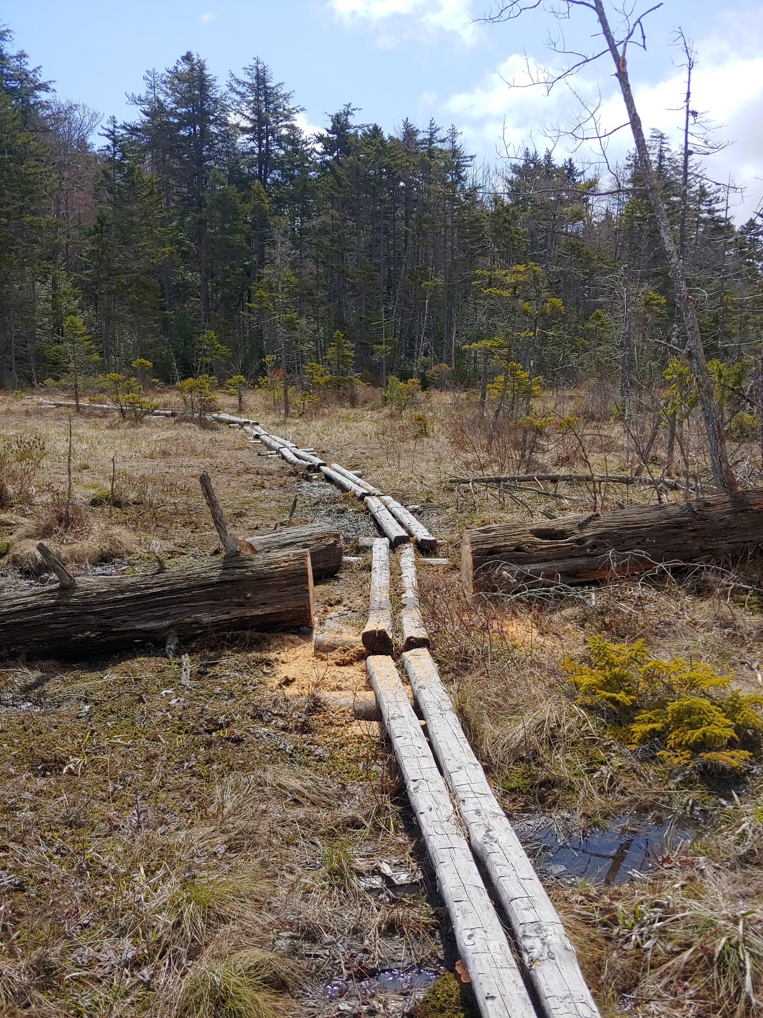 Blowdown cleared from Northville Placid trail