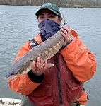 Shortnose sturgeon