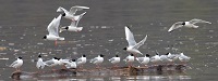 Bonaparte's gulls