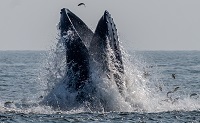 Humpback whale