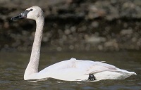 Trumpeter swan