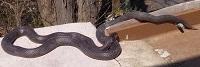 Black rat snake