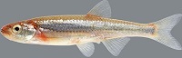 Rosyface shiner
