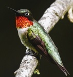 Ruby-throated hummingbird