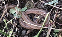 Dekay's brown snake