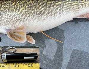 Walleye Telemetry Tags